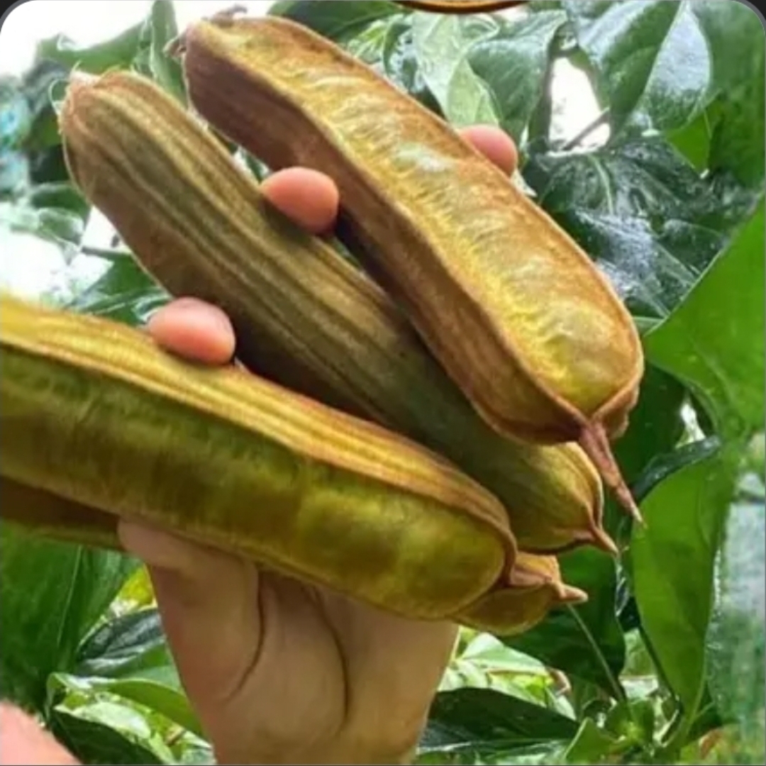 Ice cream bean harvest