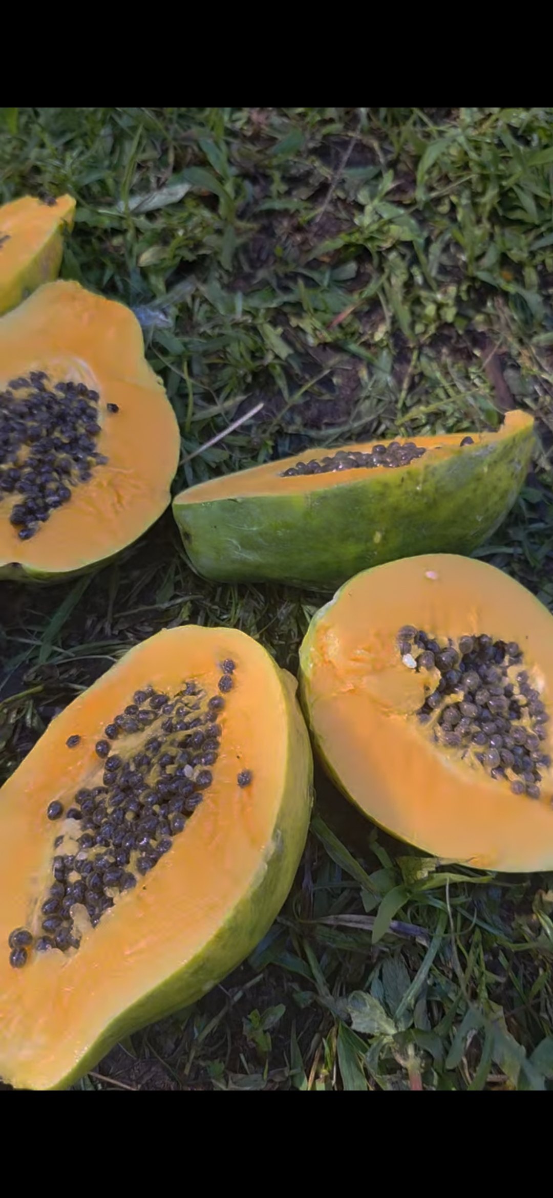 Papaya halves on the farm
