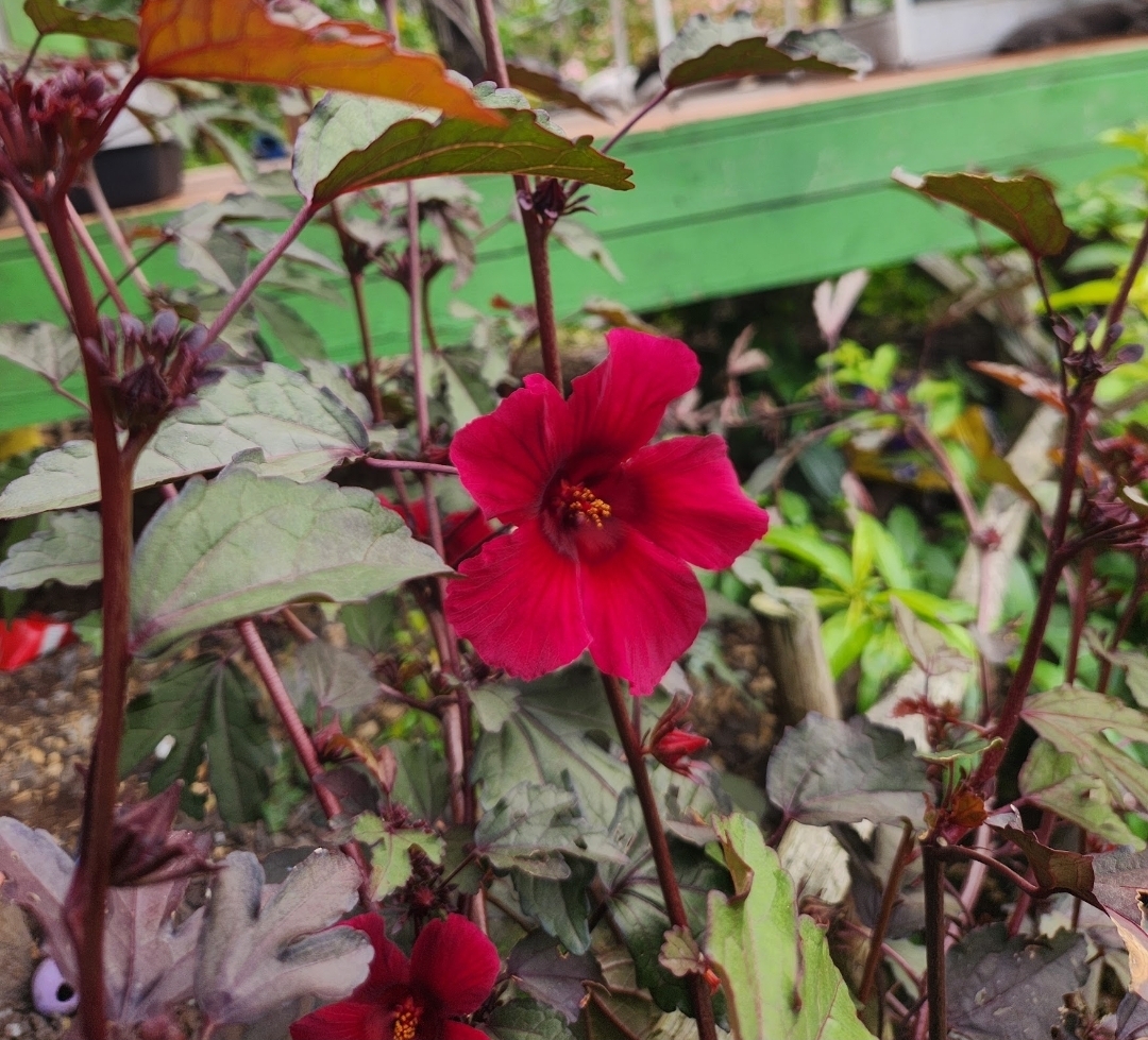 Hibiscus on the farm