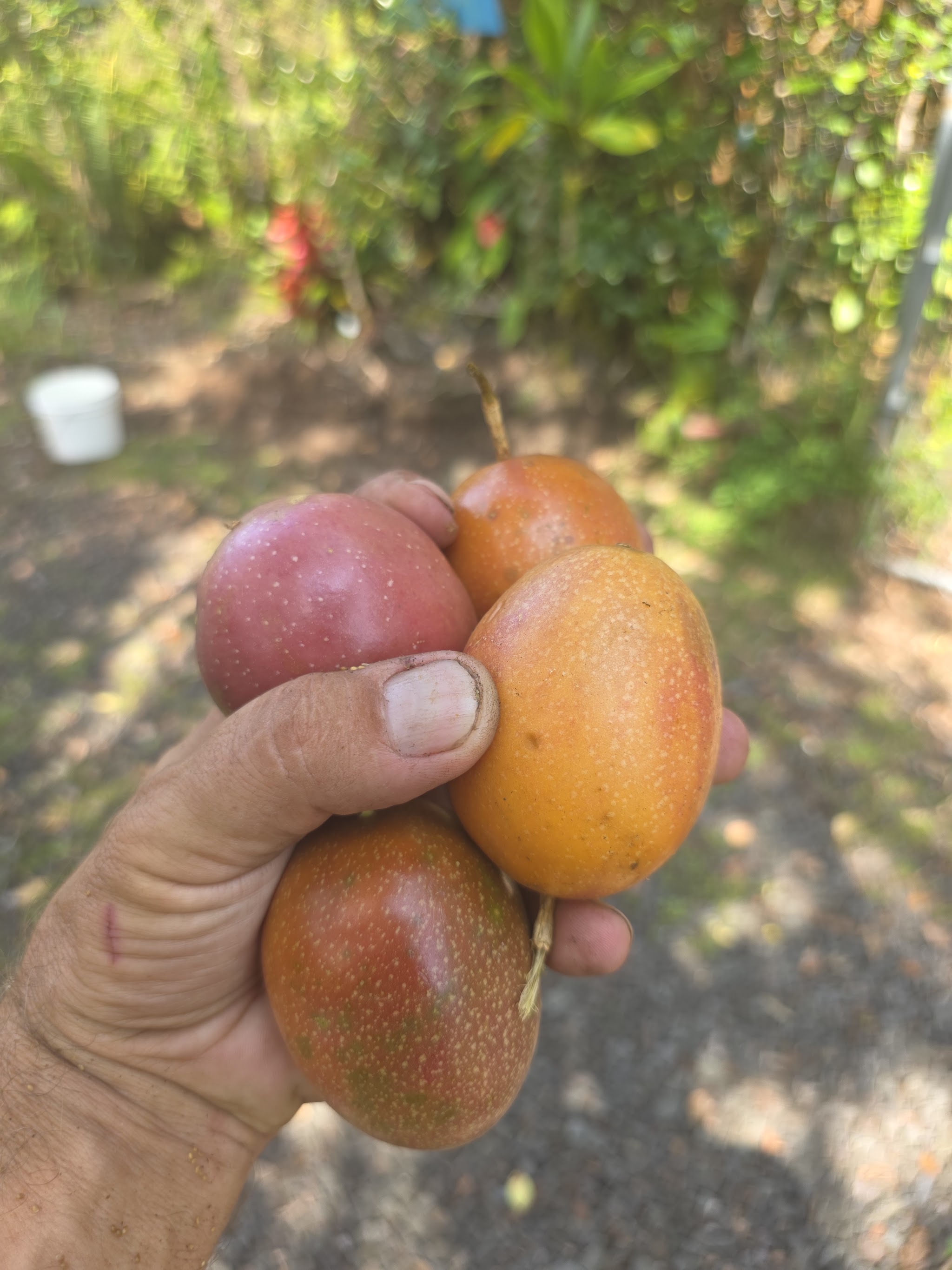 Lilikoi in hand on the farm